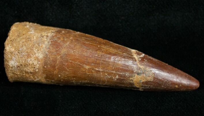 Spinosaurus Tooth - Aquatic Dinosaur #10926